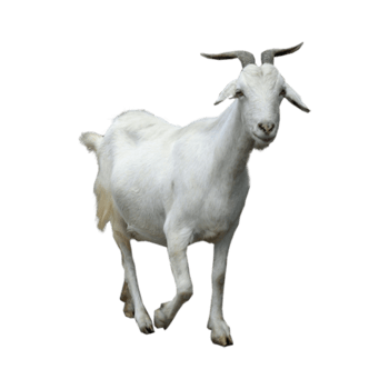 山羊其他图片-山羊其他设计素材-山羊其他素材免费下载-万素网