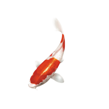 红色鱼白色鱼免抠元素图片-元素素材5925923-万素网