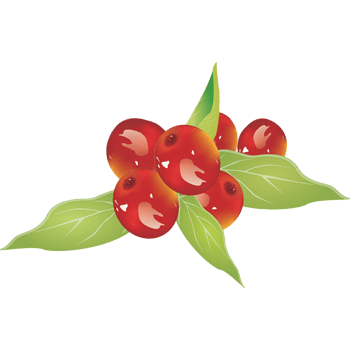 13下载png手绘红枣下载png尺寸:1625*1116下载:34下载png矢量手绘红枣