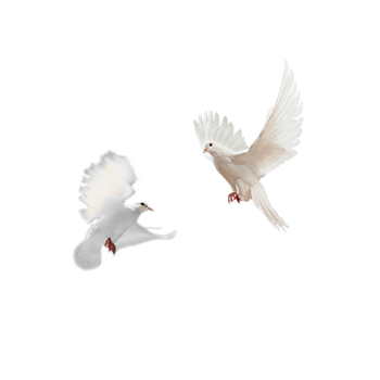 鸽子图片素材飞鸽