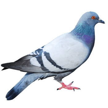 鸽子图片png元素素材图片下载-万素网