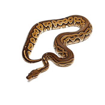蟒蛇 素材 免费蟒蛇图片素材 蟒蛇素材大全 万素网