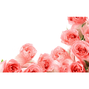 粉色玫瑰花边框免抠元素图片_元素素材5876543_万素网