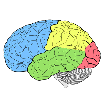 彩色的大脑