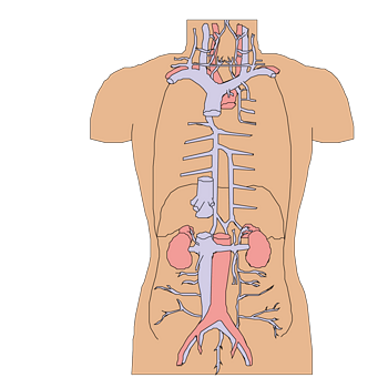 人体解剖图 素材 免费人体解剖图图片素材 人体解剖图素材大全 万素网