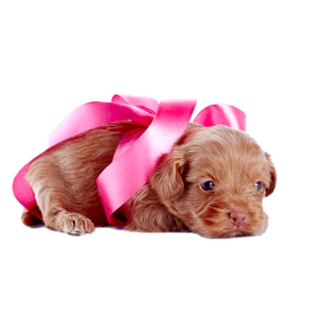 绑着蝴蝶结的小金毛