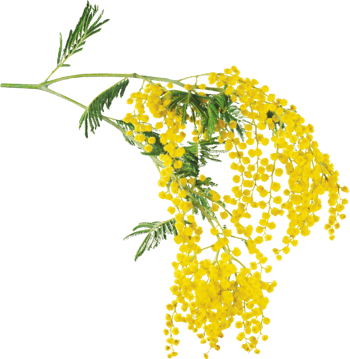 绿植花卉ps花草素材