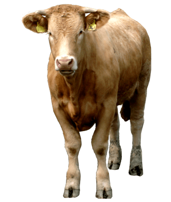 奶牛黄牛免抠元素图片_元素素材4242687_万素网