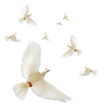 白色和平鸽