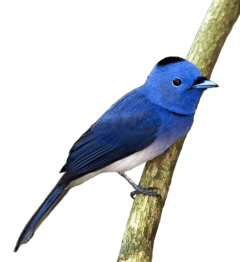 蓝色树枝百灵鸟