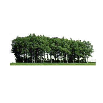 树林背景图片-树林背景设计素材-树林背景素材免费下载-万素网