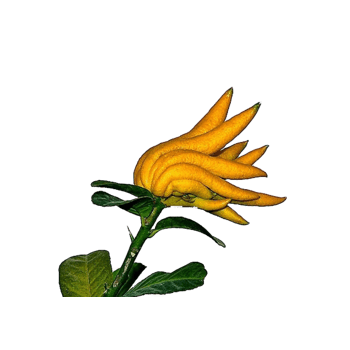 手绘黄色佛手柑图