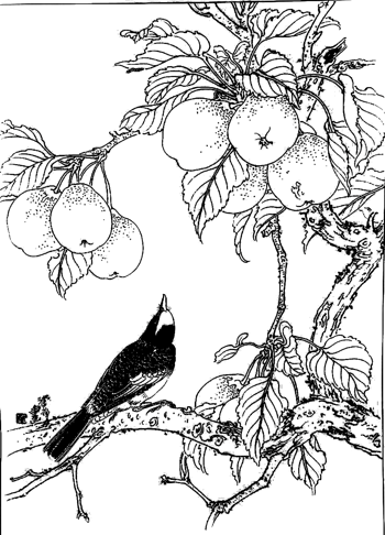 梨树 素材 免费梨树图片素材 梨树素材大全 万素网