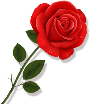 单独一朵玫瑰花 素材 免费单独一朵玫瑰花图片素材 单独一朵玫瑰花素材大全 万素网