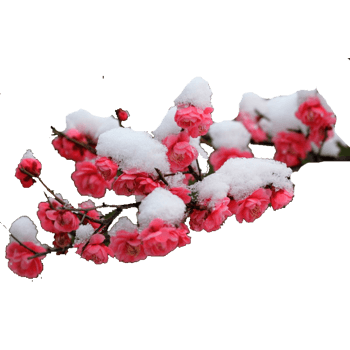 梅雪图片免费下载-梅雪素材-万素网