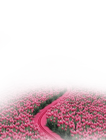 红色花海图片-红色花海设计素材-红色花海素材免费下载-万素网