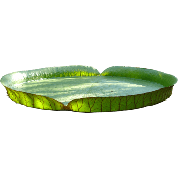绿色荷叶圆盘