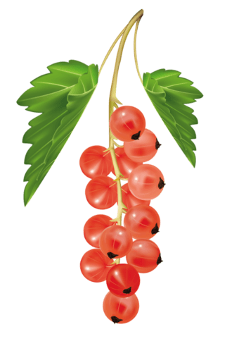 卡通手绘食物提子