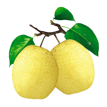 雪花梨图片免费下载_雪花梨素材_万素网