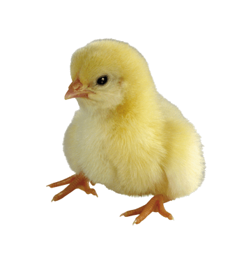 小鸡小鸡图片-小鸡小鸡素材下载-第9页-万素网