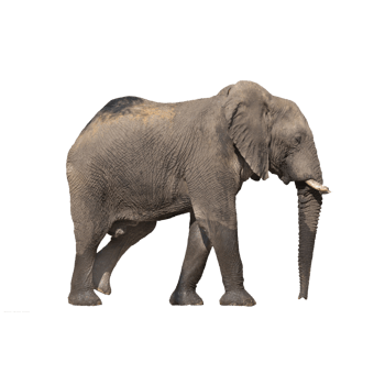 侧面灰色大象