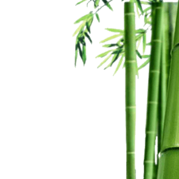 绿竹图片 绿竹设计素材 绿竹素材免费下载 万素网