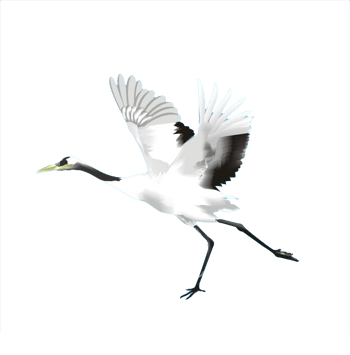 仙鹤翩翩起舞