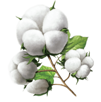 白色棉花绿叶一团团棉花