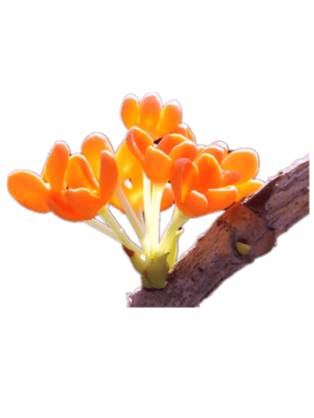 桂花图片免费下载_桂花素材_第3页_万素网