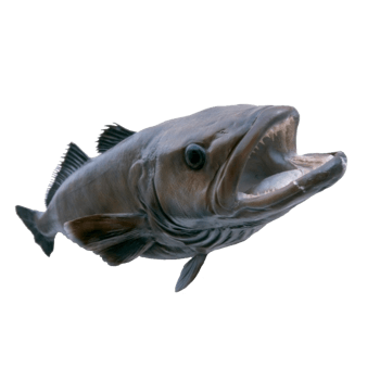 大鱼图片免费下载_大鱼素材_第2页_万素网