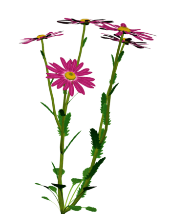 庆典花卉花草ps素材