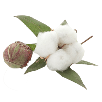 白色的棉花