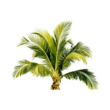 棕榈树图片-棕榈树设计素材-棕榈树素材免费下载-第11页-万素网