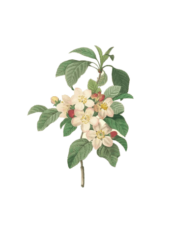 苹果花手绘图片免费下载-苹果花手绘素材-万素网