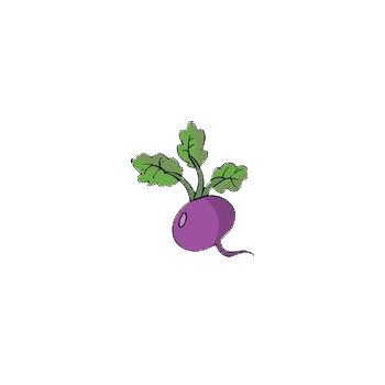 紫色萝卜