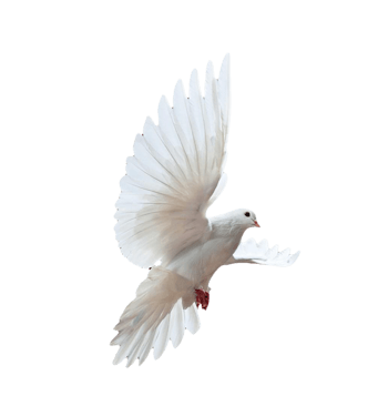 放飞和平鸽