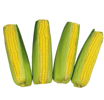 新鲜的玉米棒