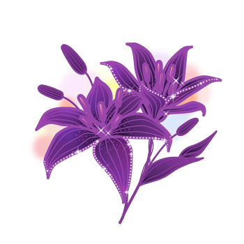 紫色唯美百合花