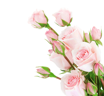 玫瑰花化妆品图片 玫瑰花化妆品设计素材 玫瑰花化妆品素材免费下载 万素网