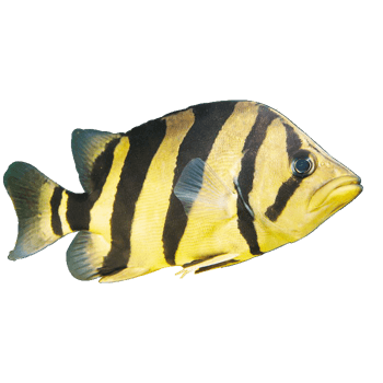 黑白斑马线鱼