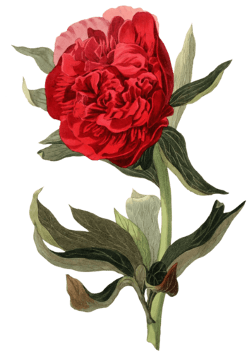 美丽花朵图片免费下载_美丽花朵素材_第7页_万素网