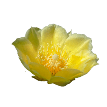 黄色雪莲花