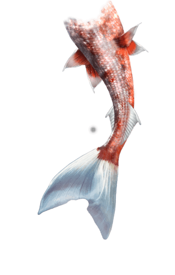 诱人的鱼尾免抠元素图片-元素素材450858-万素网