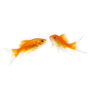 一对游来游去的鱼