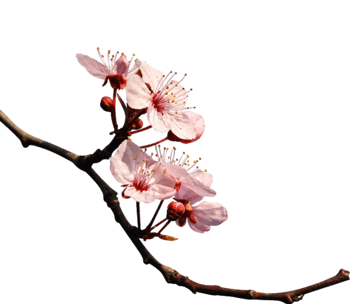 手绘花朵花枝素材