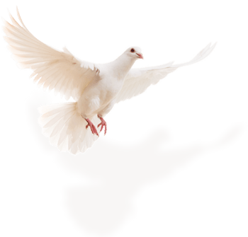 白色飞鸟素材