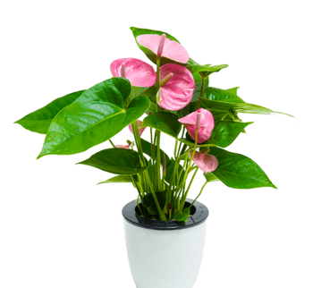 盆栽图片免费下载_盆栽素材_第6页_万素网