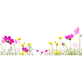 格桑花背景 素材 免费格桑花背景图片素材 格桑花背景素材大全 万素网