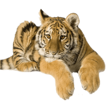 老虎图片 素材 免费老虎图片图片素材 老虎图片素材大全 万素网