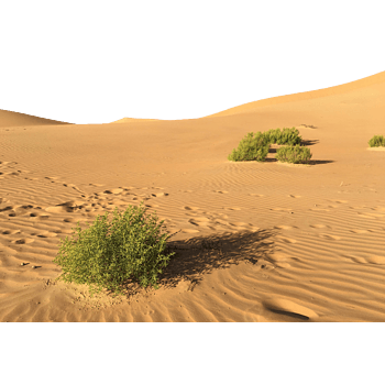 沙漠绿洲 素材 免费沙漠绿洲图片素材 沙漠绿洲素材大全 万素网